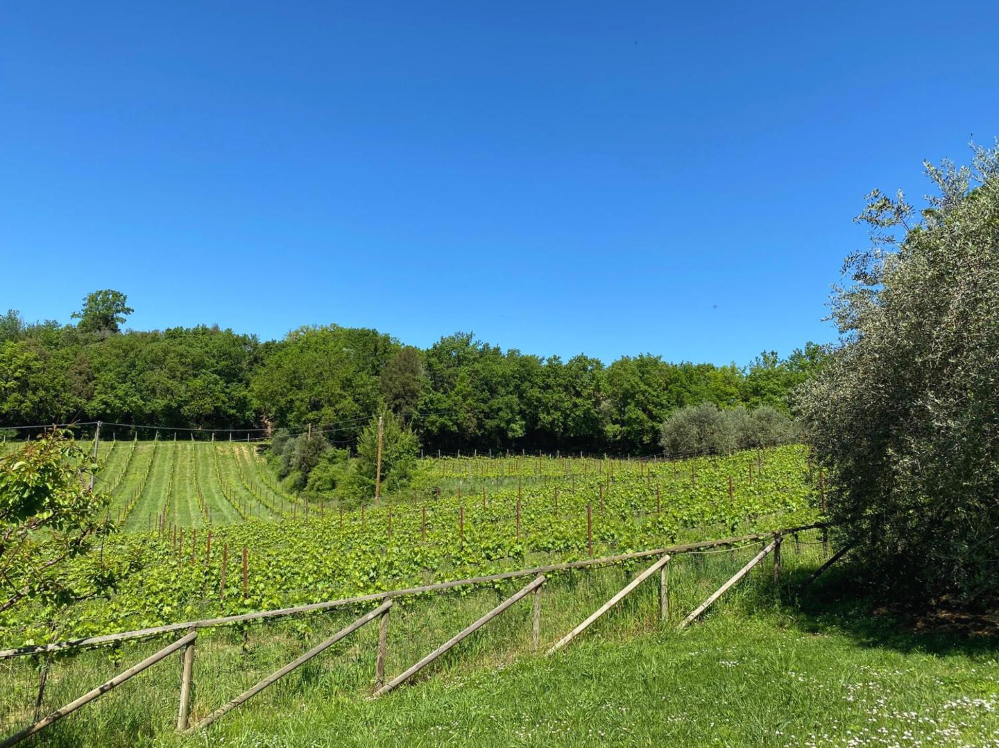 Agriturismo Borgo 7 Tigli - Apt 1 Montepulciano Zewnętrze zdjęcie
